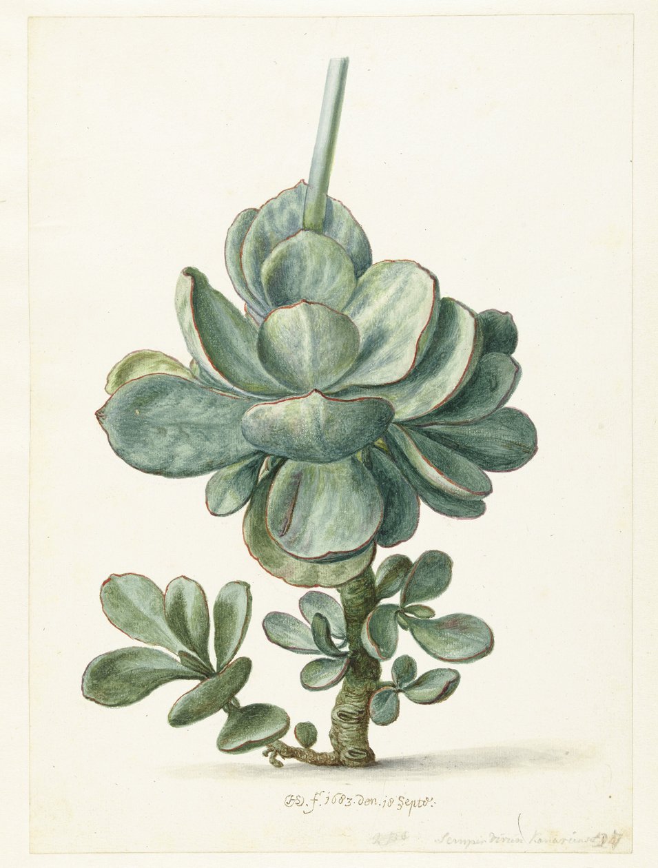 Plante succulente (Cotyledon orbiculata ) - Herman Saftleven