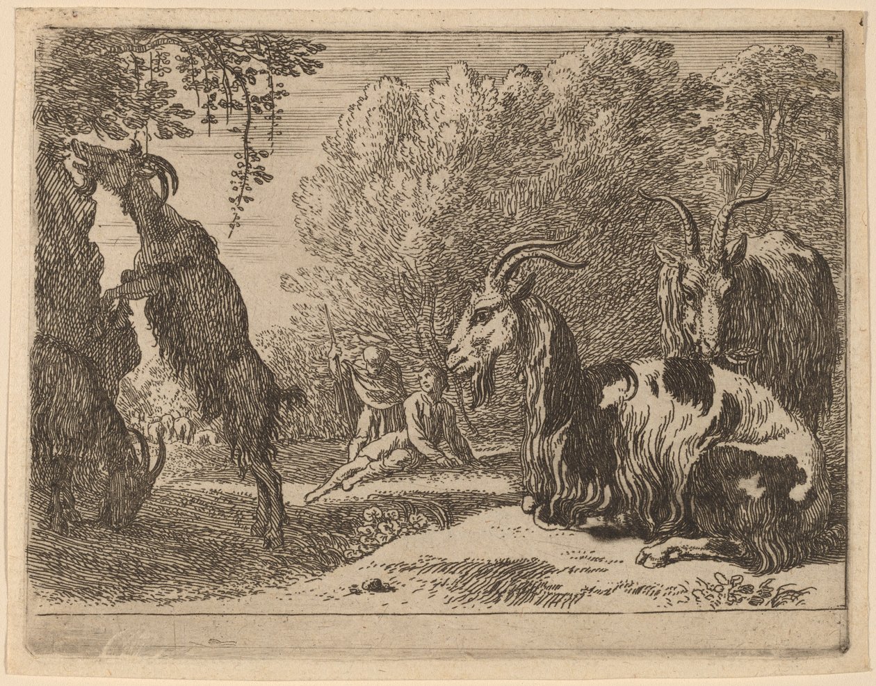 Chèvres - Herman van Swanevelt