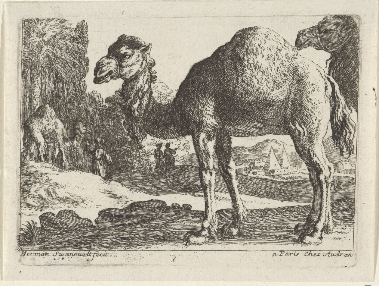 Chameaux - Herman van Swanevelt