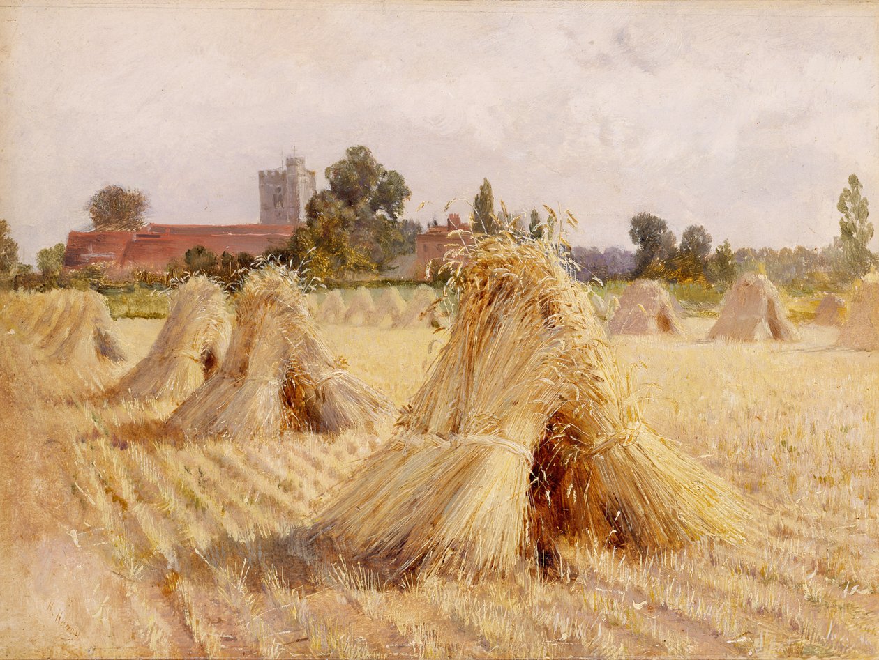 Gerbes de maïs près de l