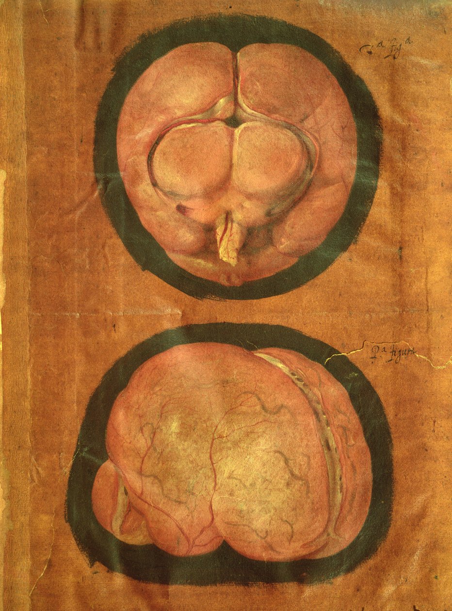 Dessin Anatomique du Cerveau Humain - Hieronymus Fabricius ab Aquapendente