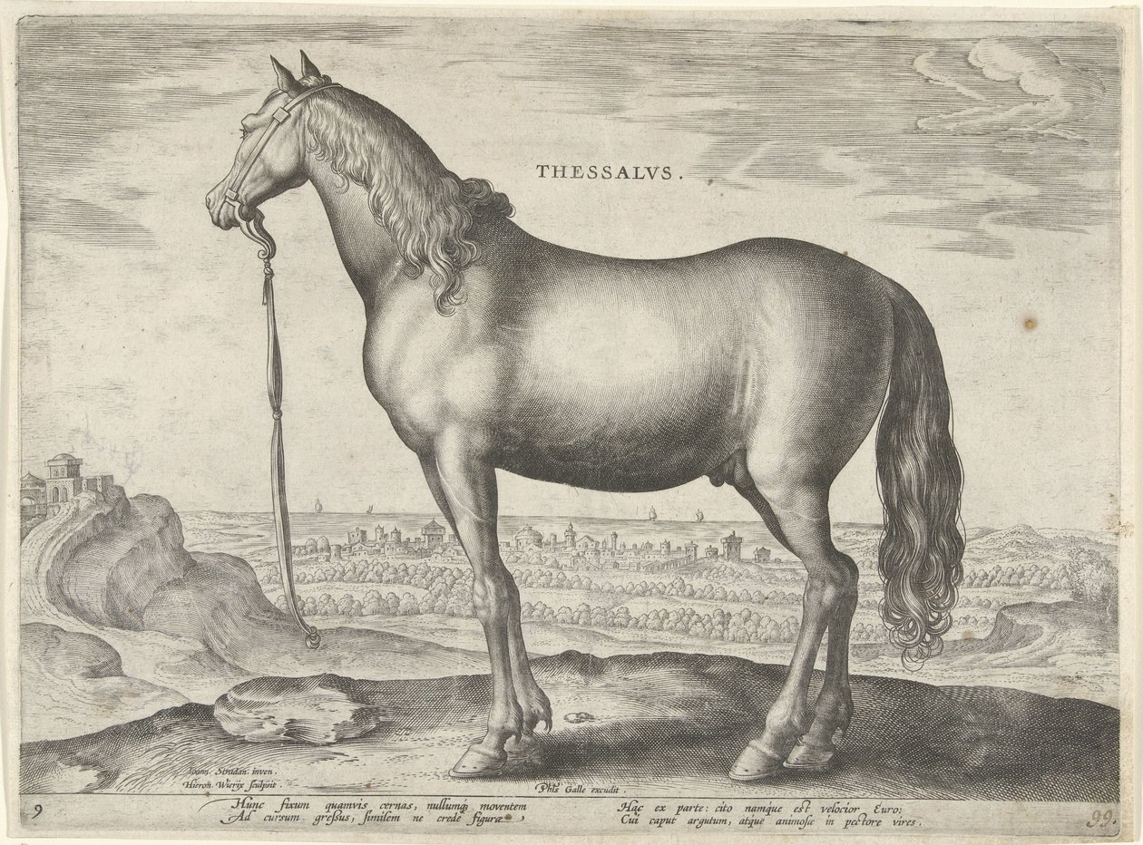 Cheval de Thessalie (Thessalus) (Paardenrassen uit de Koninklijke stallen van Don Juan van Oostenrijk, Equile Ioannis Austriaci Caroli) - Hieronymus Wierix