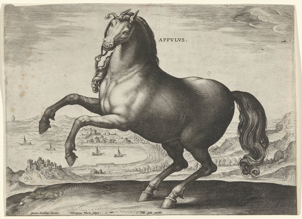 Cheval du sud de l