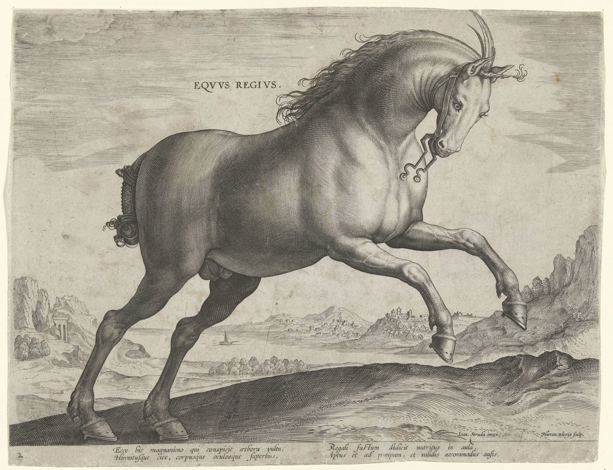 Cheval de la race Equus Regius (le Royal) - Hieronymus Wierix