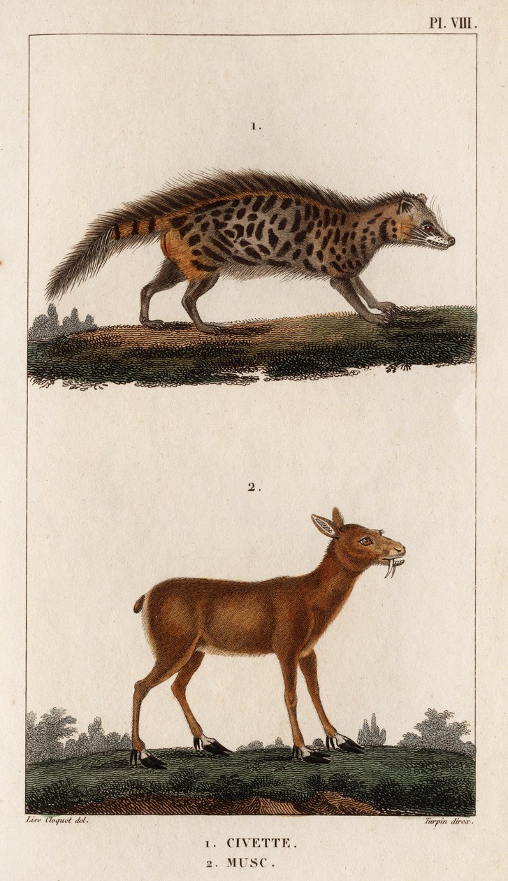 Civette et musc. 