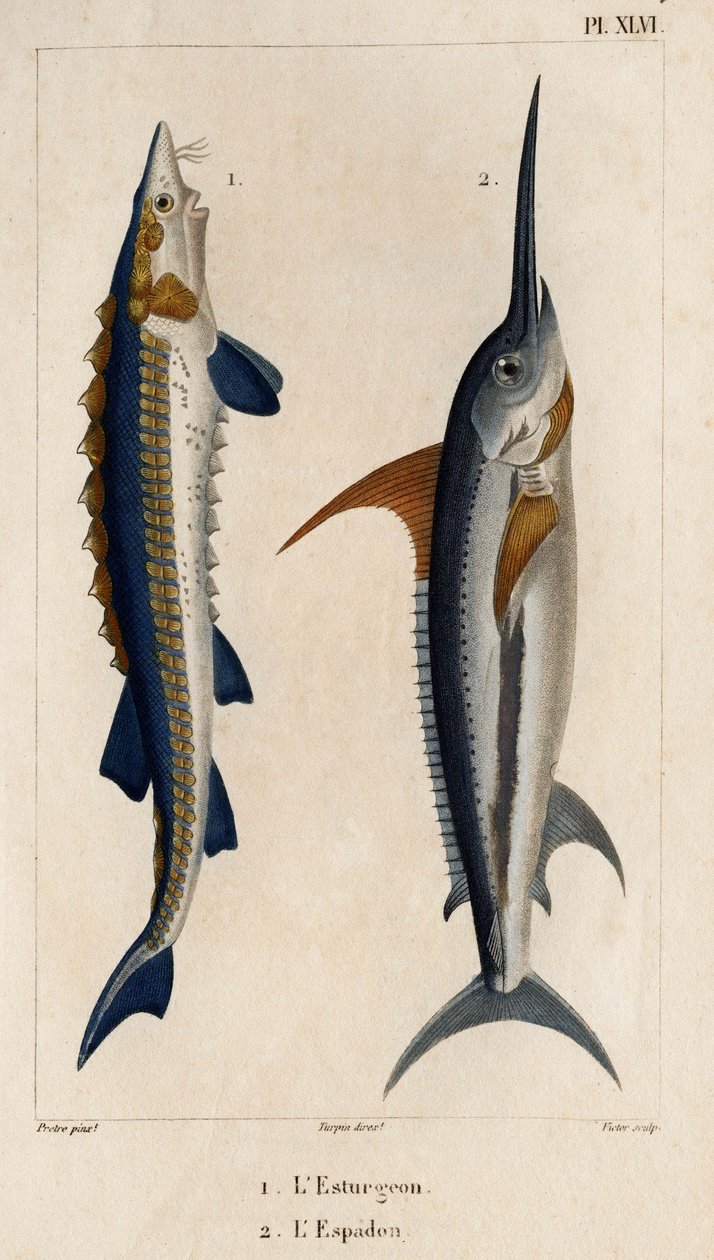 Esturgeon et espadon. Faune des Médecins ou histoire des animaux et de leurs produits par Hippolyte Cloquet - Volume 6 - 1825 - Hippolyte Cloquet