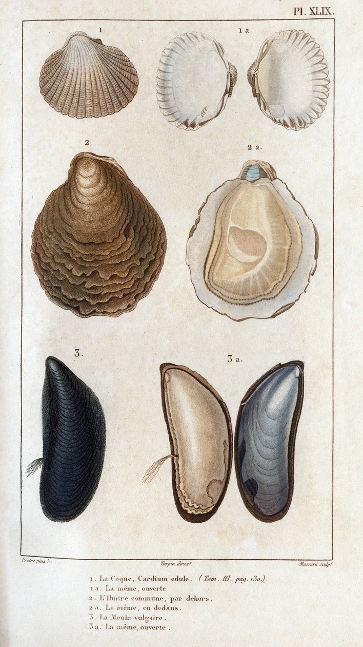 La Coquille, la même ouverte, l