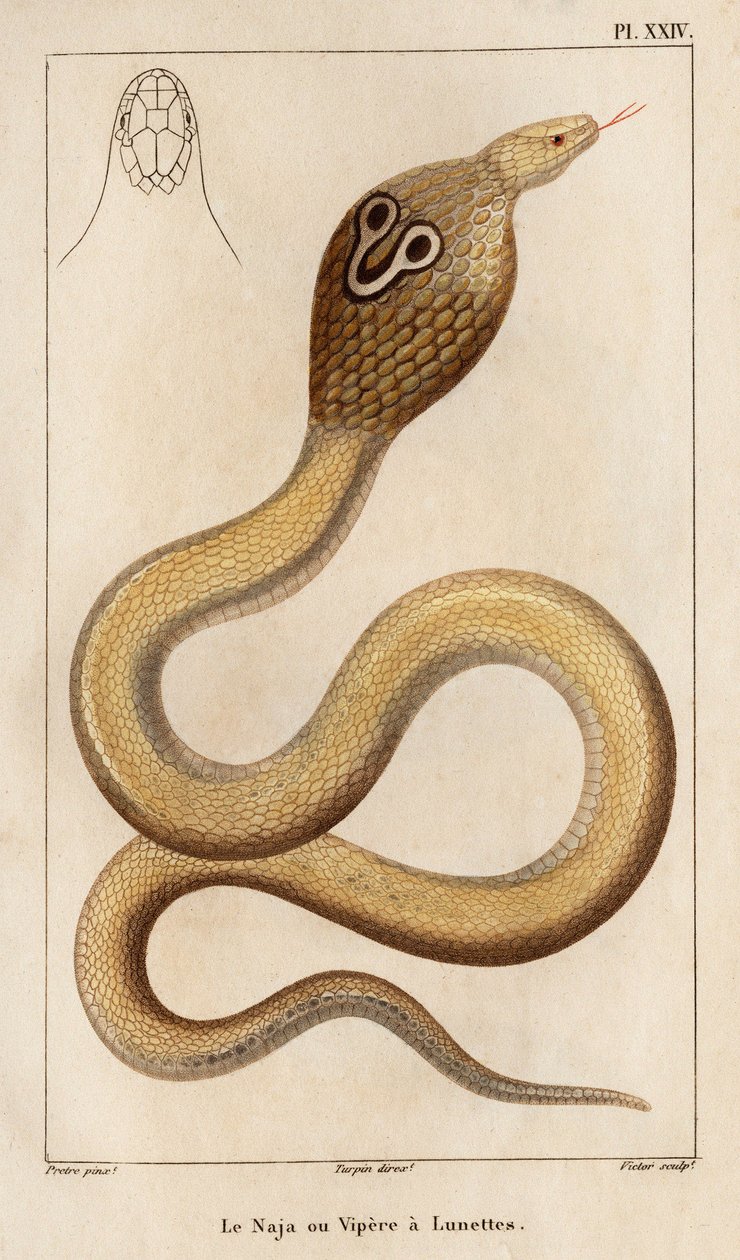 Le Naja ou vipère à lunettes. Faune des Médecins ou histoire des animaux et de leurs produits par Hippolyte Cloquet - Volume 6 - 1825 - Hippolyte Cloquet