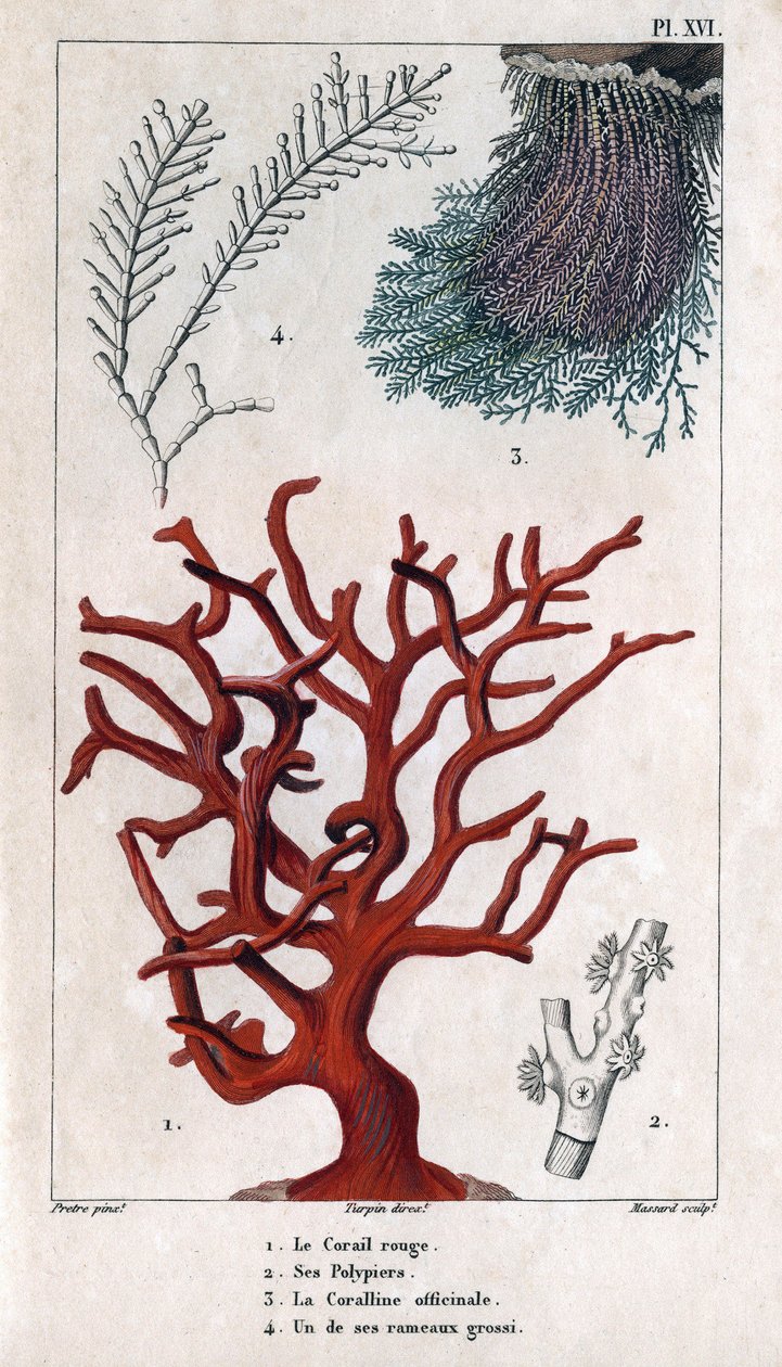 Le Corail Rouge, ses Polypiers, la Coralline officinale, une des branches grossières. dans "Faune des Docks ou Histoire des Animaux et de leurs Produits par Hippolyte Cloquet" - Volume 6 - 1825 - Hippolyte Cloquet