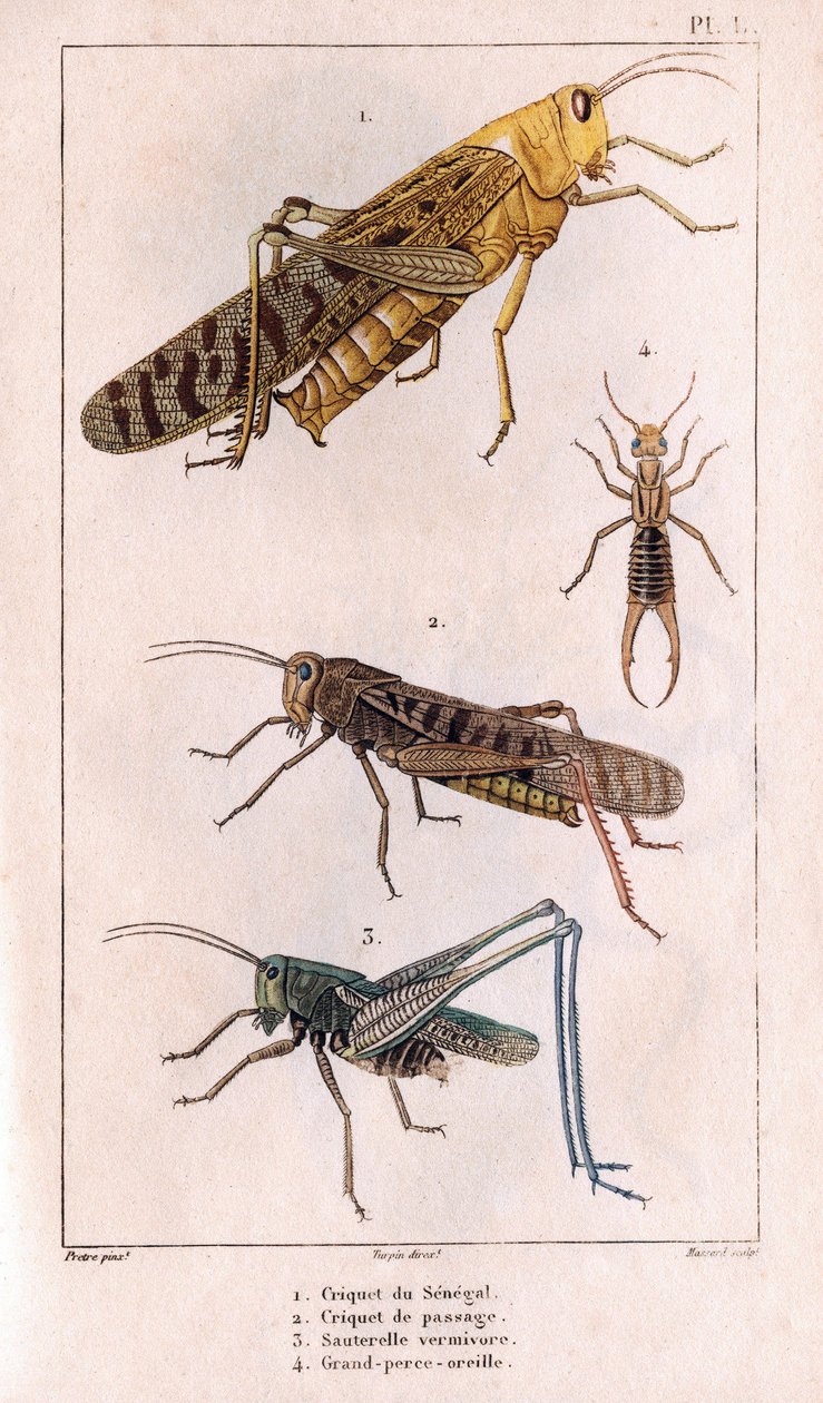 La Sauterelle du Sénégal, Sauterelle de Passage, Sauterelle, Grande Perce-oreille. Faune des Médecins ou histoire des animaux et produits par Hippolyte Cloquet - Volume 6 - 1825 - Hippolyte Cloquet