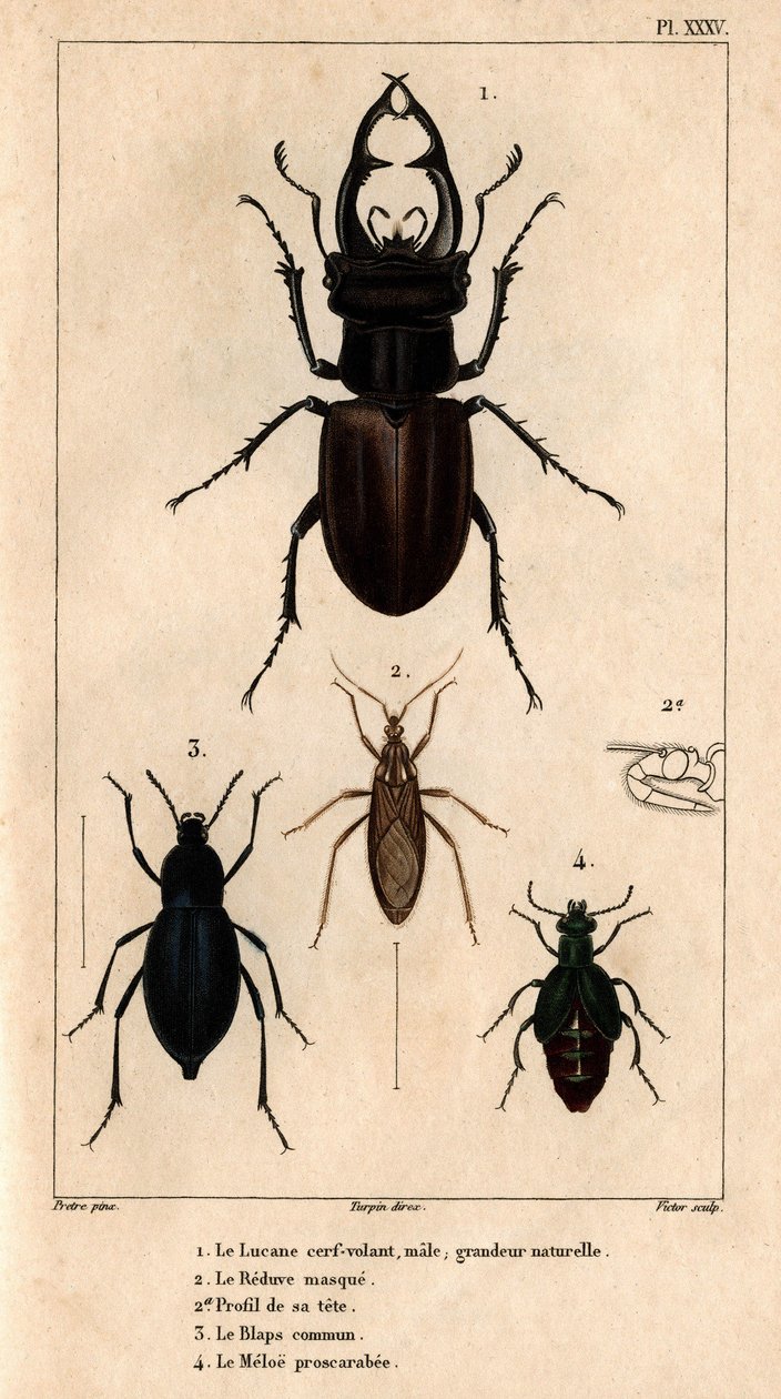 Le cerf-volant mâle, taille naturelle, le Reduve masqué, le blaps commun, le proscarabée Meloe dans 