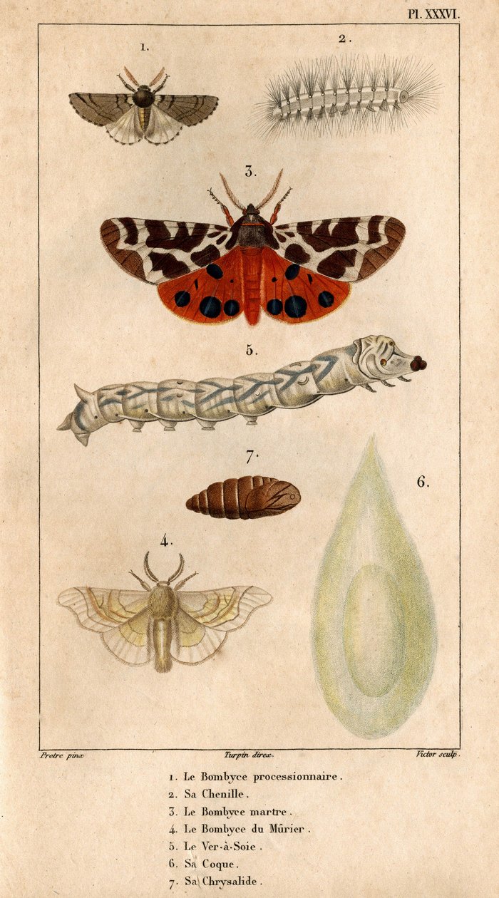 Le bombyx processionnaire, sa chenille, le bombyx martre, le bombyx du mûrier, le ver à soie, son cocon, sa chrysalide. dans 
