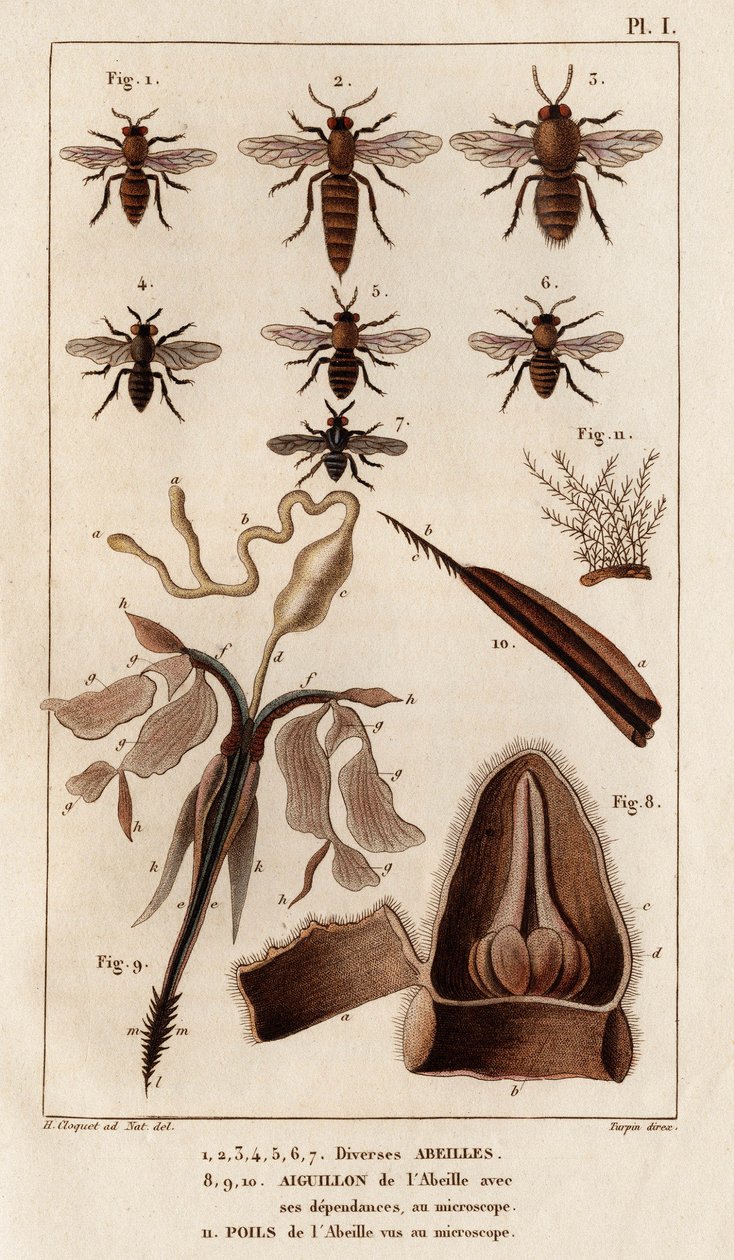Diverses abeilles. "Faune des Médecins ou histoire des animaux et de leurs produits par Hippolyte Cloquet" - Volume 6 - 1825 - Hippolyte Cloquet