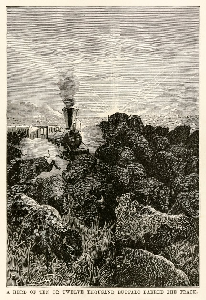 Un troupeau de dix ou douze mille buffles barrait la voie, de Le Tour du Monde en Quatre-vingts Jours par Jules Verne (1828-1905), gravé par Louis Prevost, 1873 - Hippolyte Leon Benett
