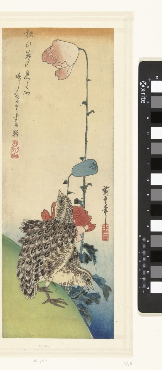 Cailles et coquelicots - Hiroshige (I) , Utagawa