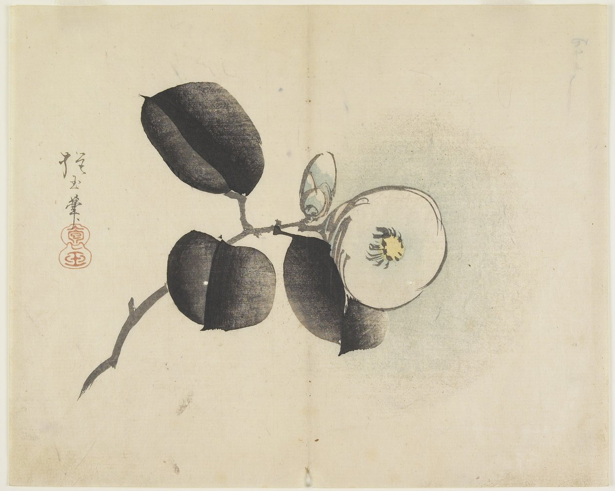 Camélia Fleur et Bourgeon, c. 1830 - Hogyoku