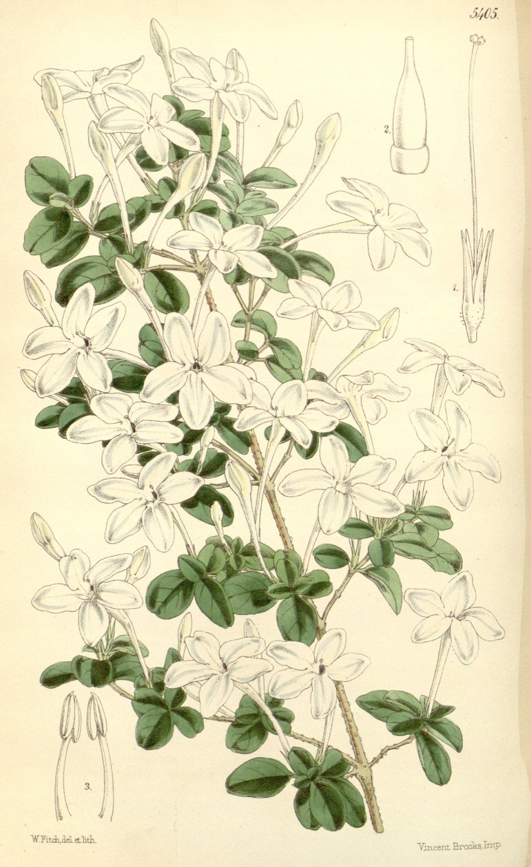 Pseuderanthemum tuberculatum - Hooker f.
