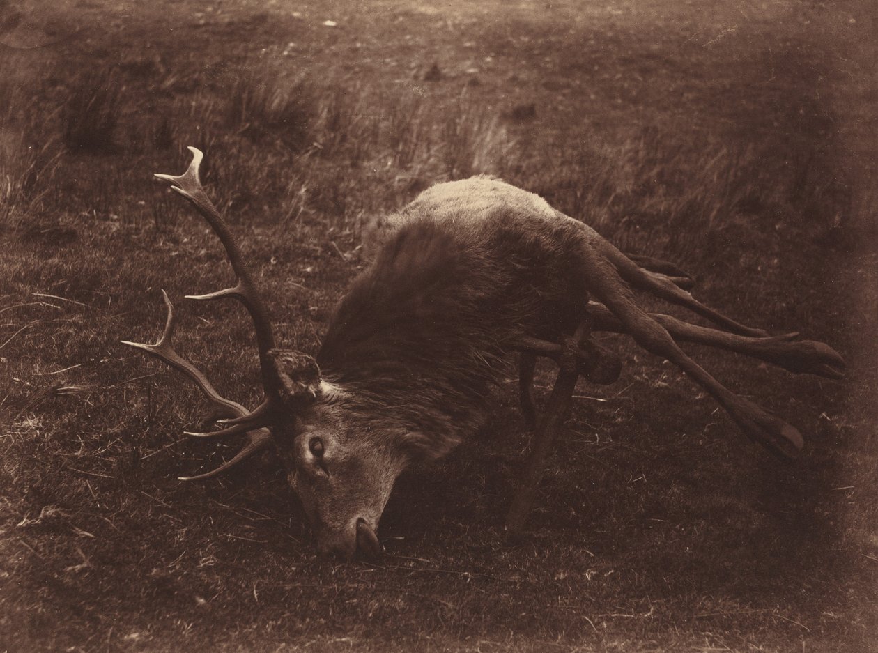 Cerf mort, 1857 (photo) - Horatio Ross