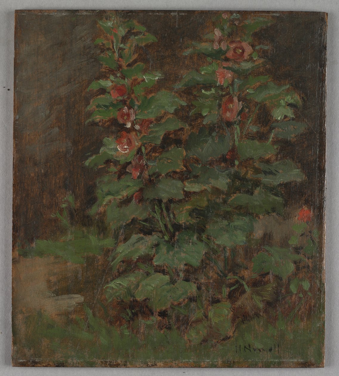 Fleurs - Hugh Newell