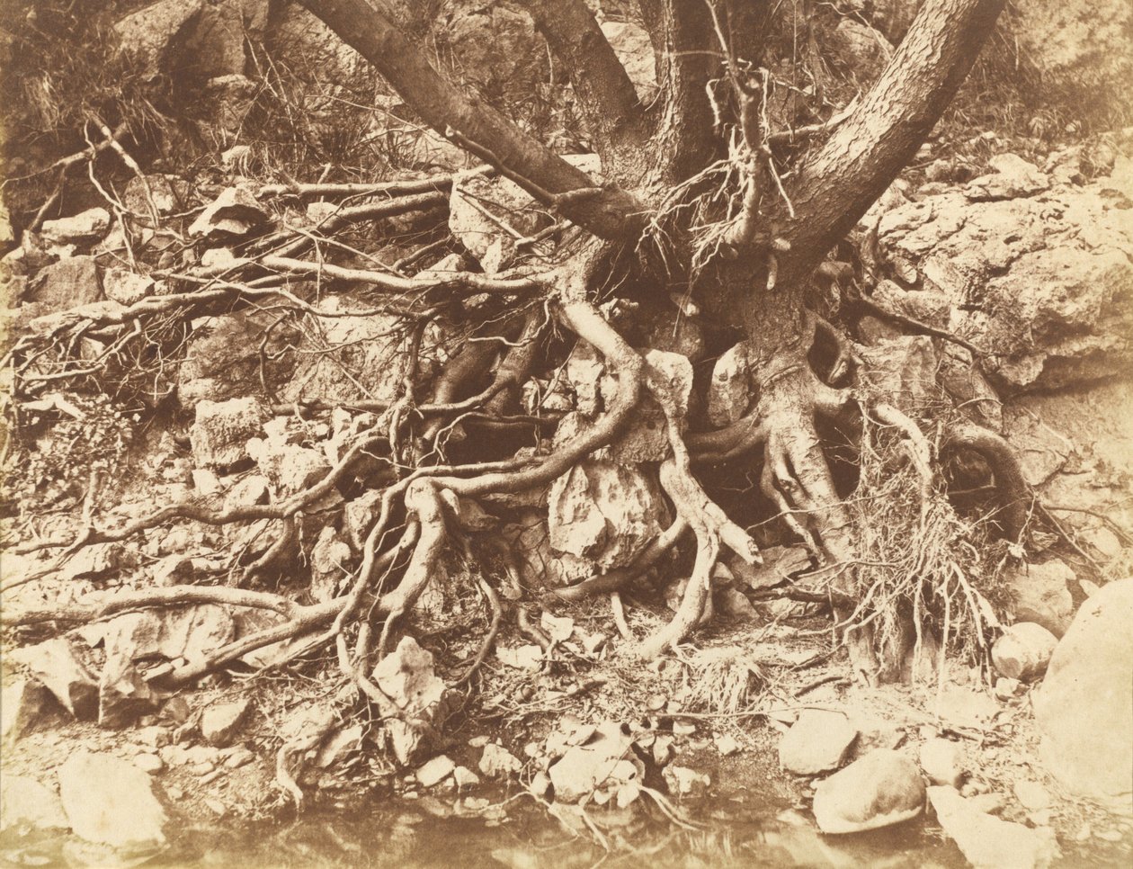 Arbre avec enchevêtrement de racines,1853 (photo) - Hugh Owen