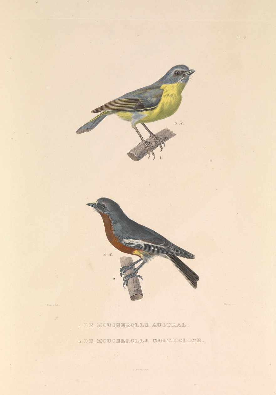 Le Moucherolle australien et le Moucherolle multicolore - Hyacinthe Yves Philippe (1781 1846) Potentien
