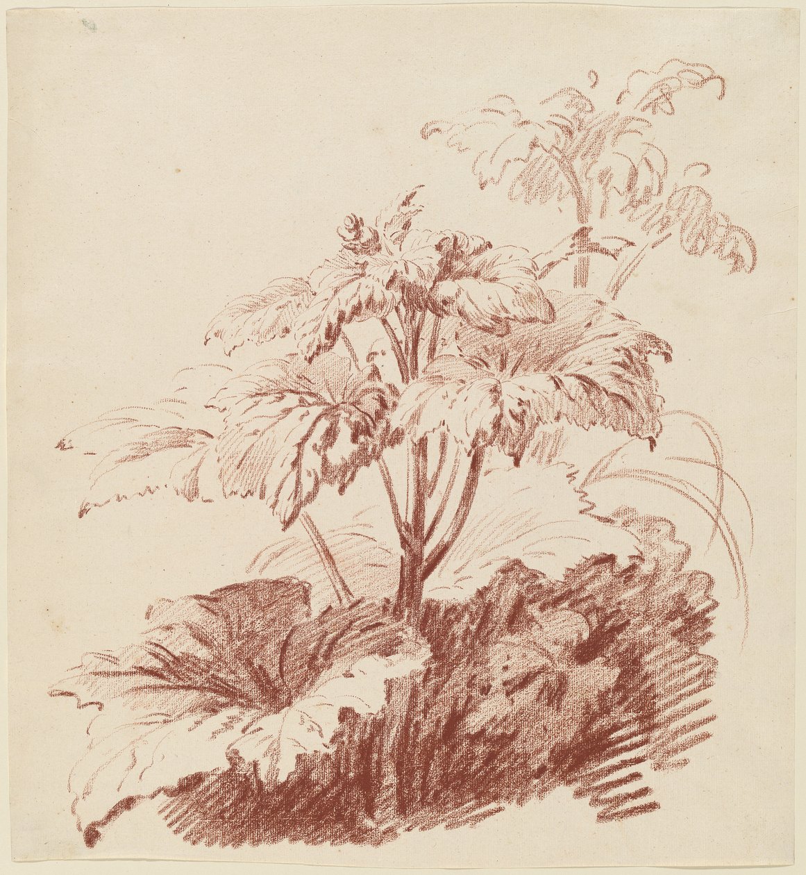 Plante à fleurs avec bourgeons - I Jean Baptiste Hüet