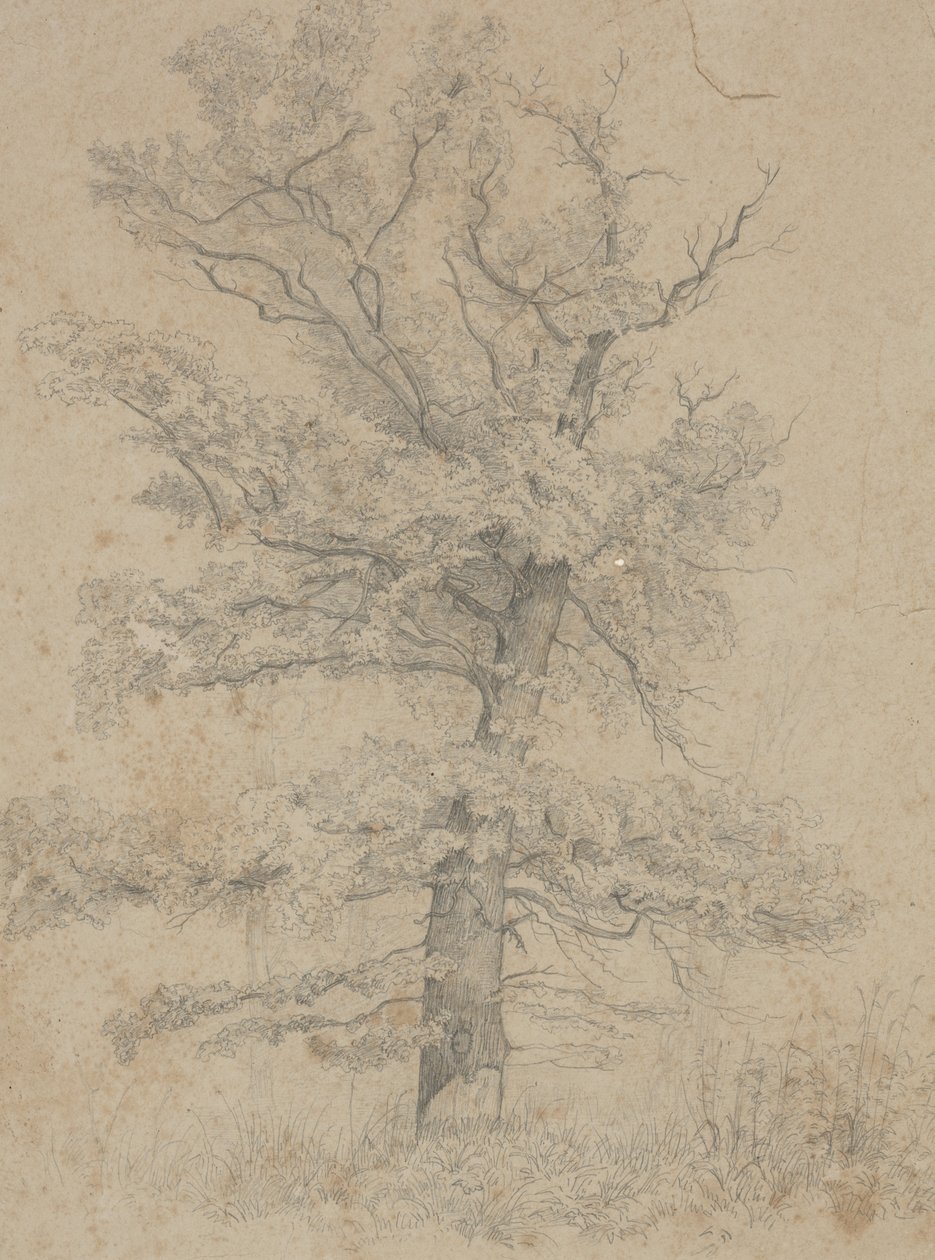 Sapin Américain - Ida Weisselberg Hadra