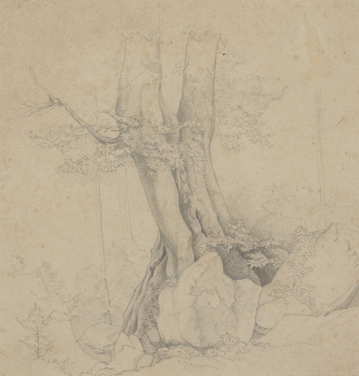 Arbre et Roche | Ida Weisselberg Hadra | Estampe d'art