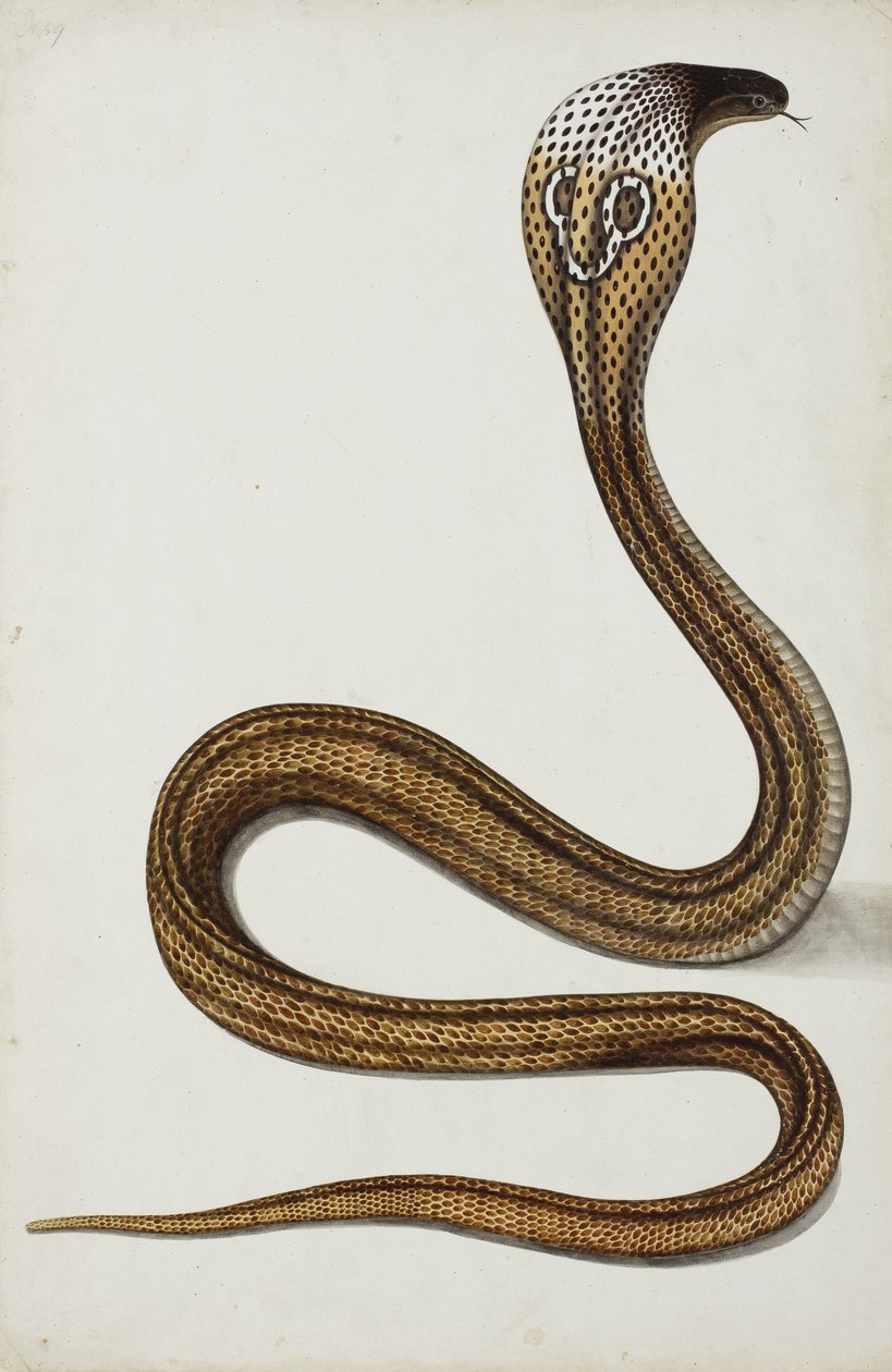 Un cobra (Maja tripudians) avec capuche déployée, 1785-89 - Indian School