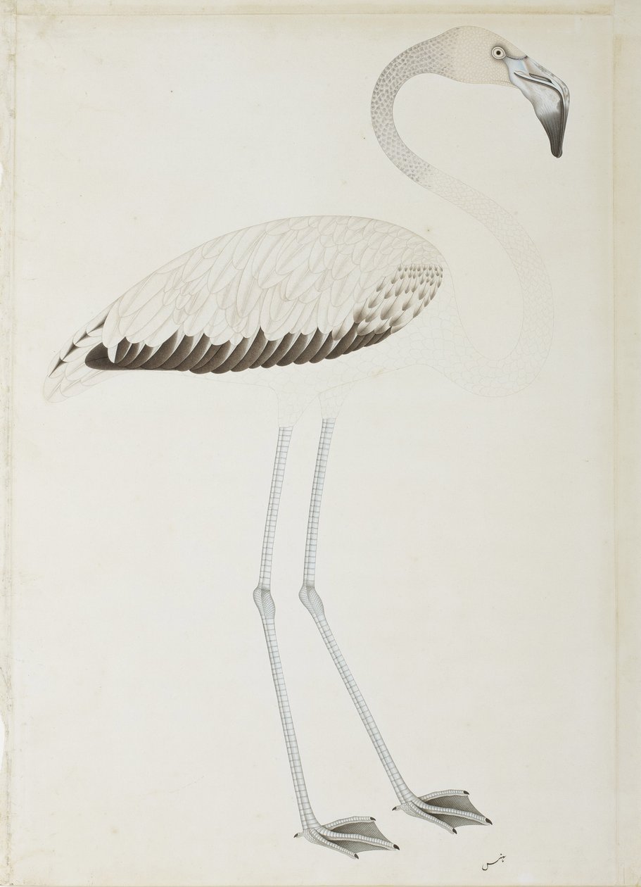 Un flamant rose, c.1780 - Indian School