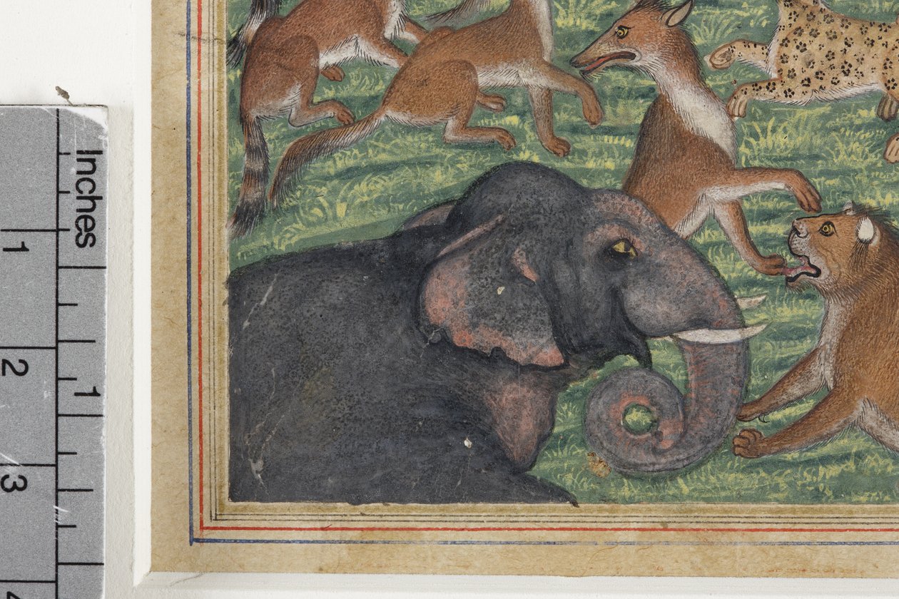 (détail) Le Chacal qui se proclama roi, c.1560-65 - Indian School