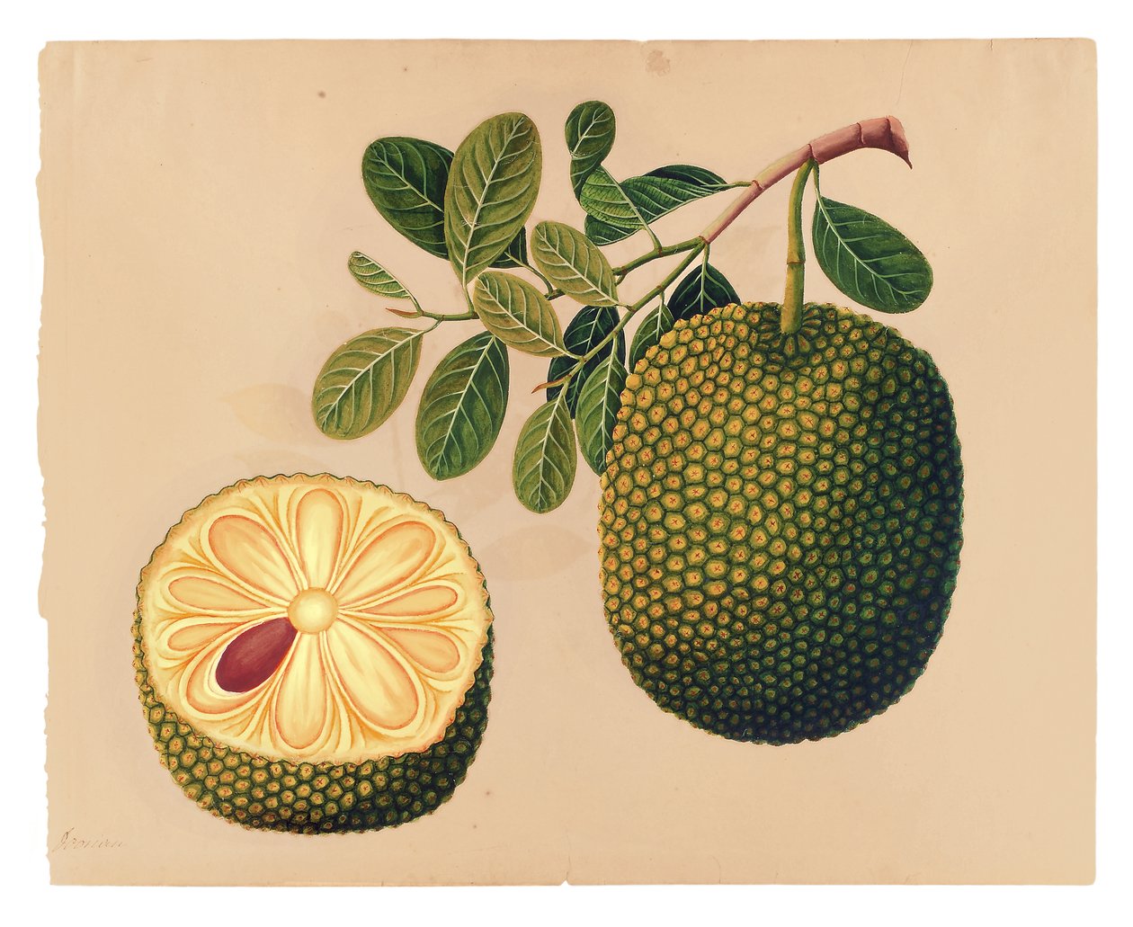 Fruit et feuillage du durian, c.1815 - Indian School