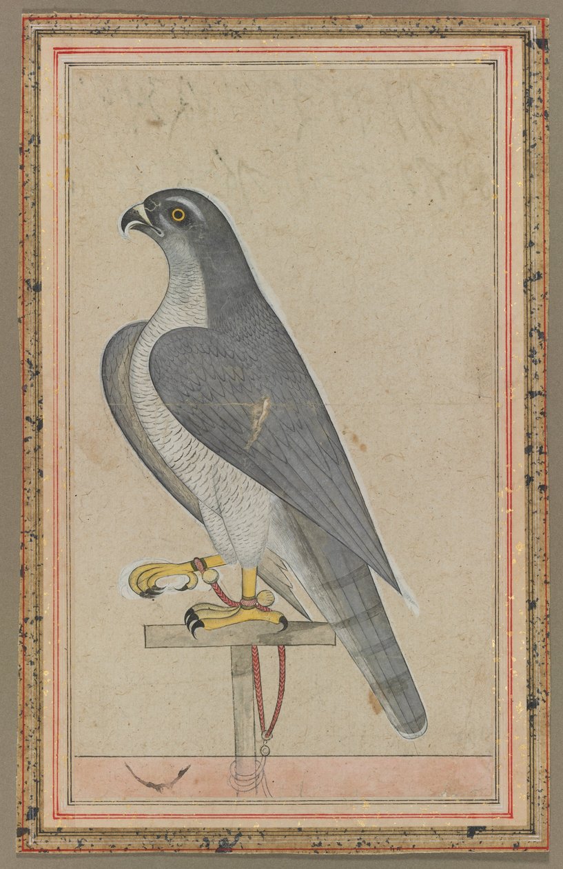 Faucon, vers 1770 (aquarelle opaque sur papier) - Indian School