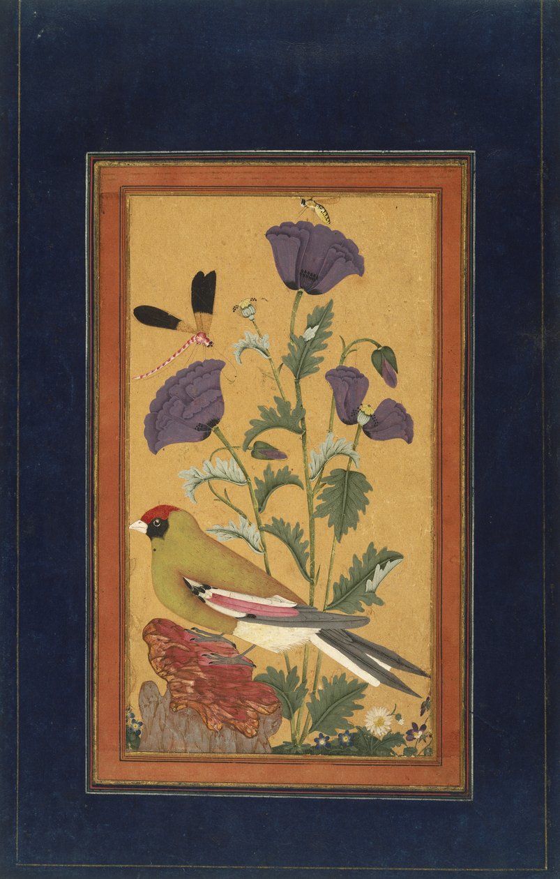 Pinson, coquelicots, libellule et abeille, 1650-70 - Indian School