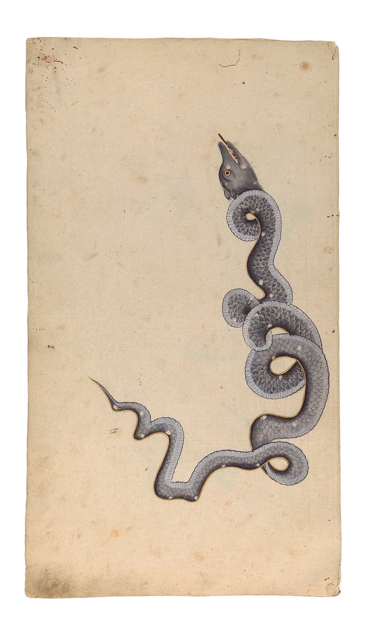 La Constellation du Dragon: al-Tinnin, 1740 - Indian School