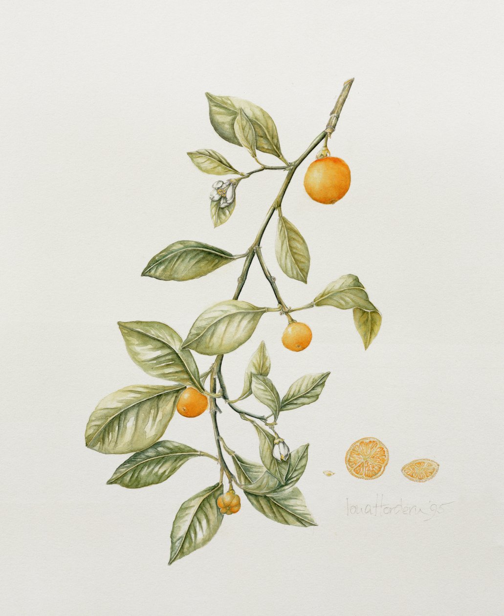 Orange ornementale, 1995 - Iona Hordern