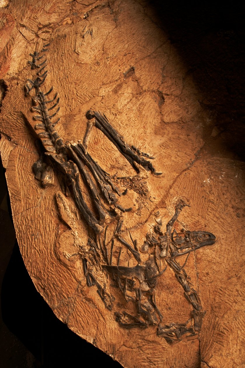 Un cératosaure édenté à l