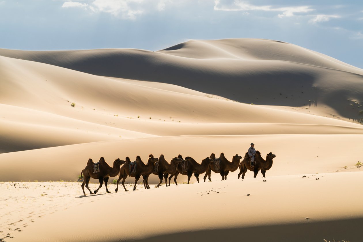 Caravane de chameaux de Bactriane dans les Khongoryn Els au parc national de Gobi Gurvansaikhan, 2016 (photo) - Ira Block