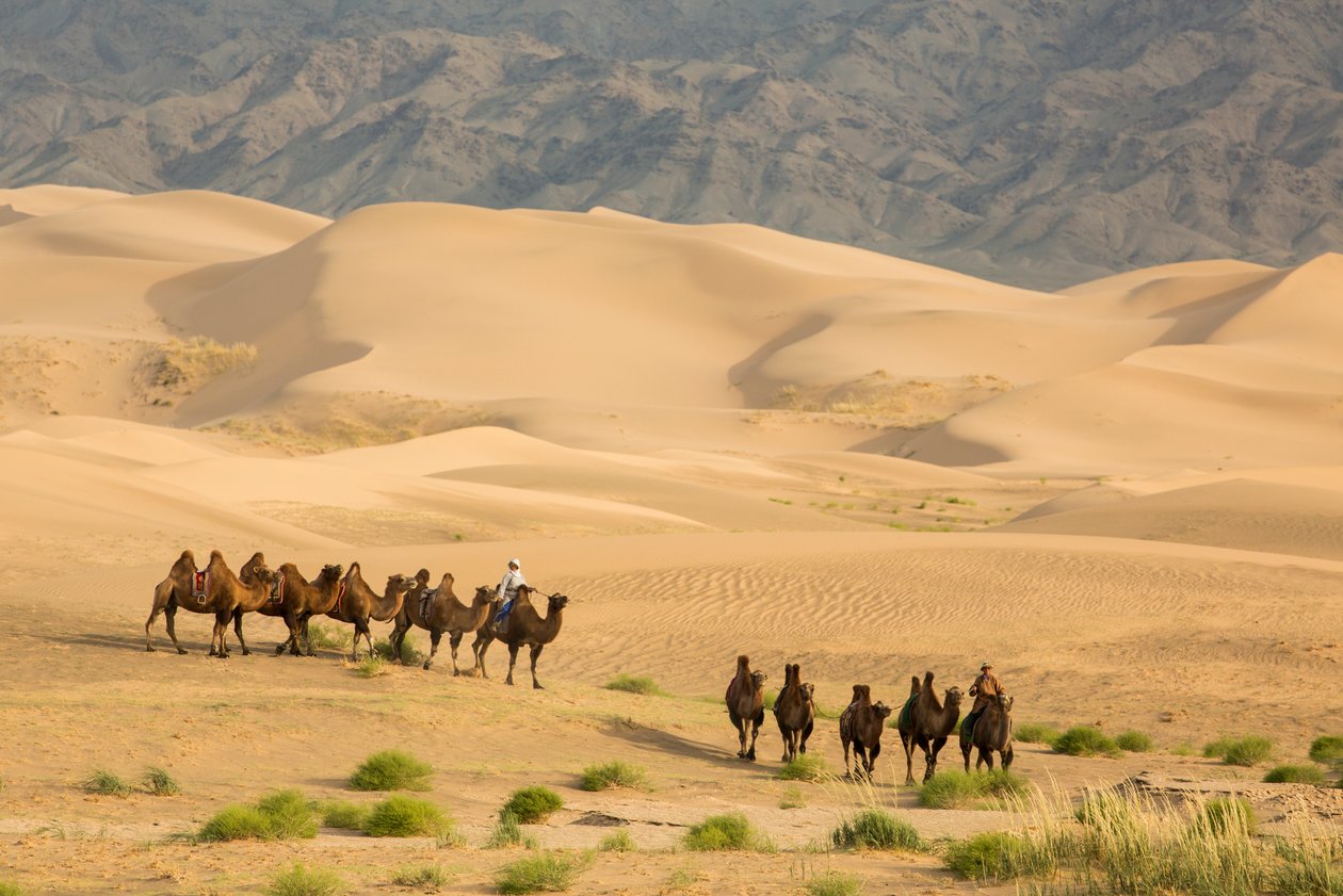 Caravane de chameaux de Bactriane dans le désert de Gobi Sud, Mongolie, 2013 - Ira Block