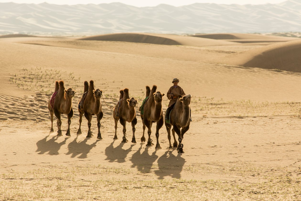 Caravane de chameaux de Bactriane dans le désert de Gobi méridional, Mongolie - Ira Block