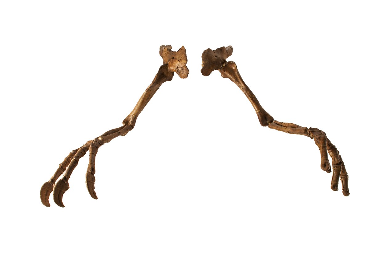 Le dinosaure mongol Deinocheirus, avec ses bras et griffes géants - Ira Block