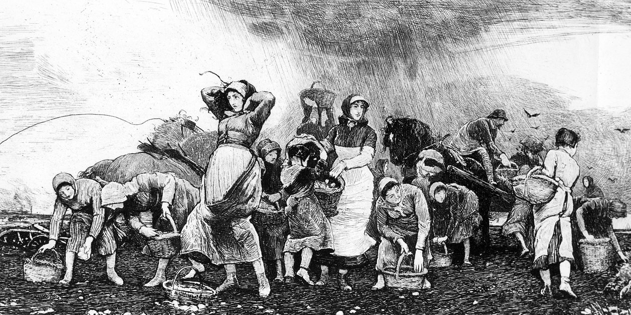 Récolte de pommes de terre, vers 1870 - Irish School