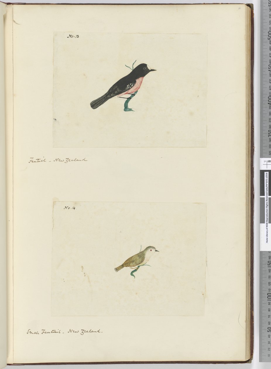 F.13 Éventail. Nouvelle-Zélande F.14 Petit éventail. Nouvelle-Zélande, 1772-75 - Isaac Smith