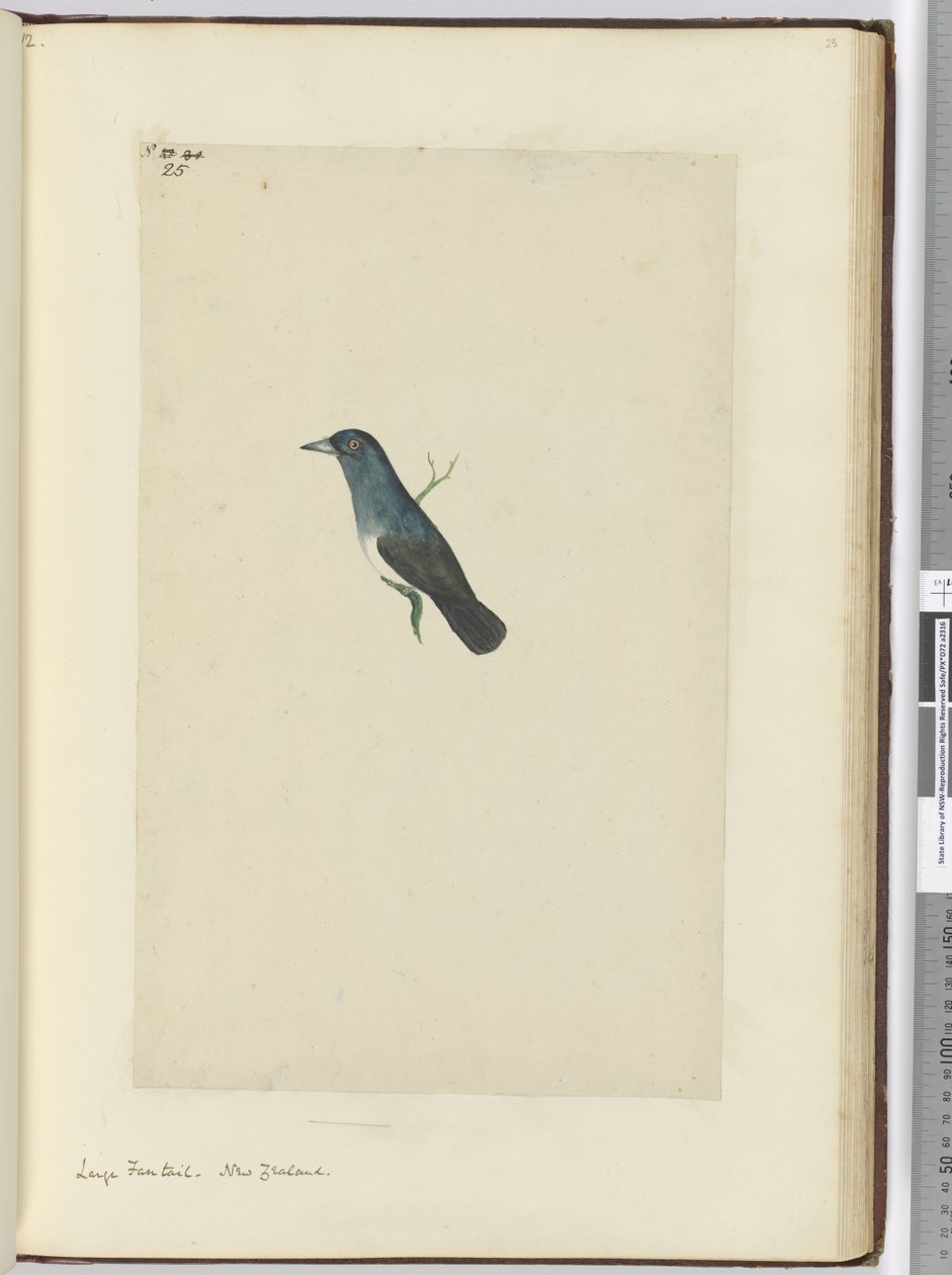 F.25 Grand éventail. Nouvelle-Zélande, 1772-75 - Isaac Smith