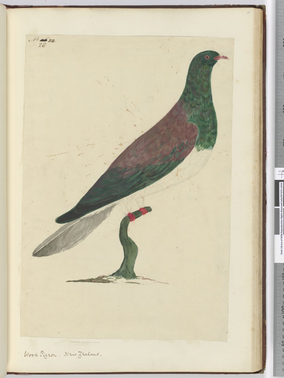 F.26 Pigeon ramier. Nouvelle-Zélande, 1772-75 - Isaac Smith