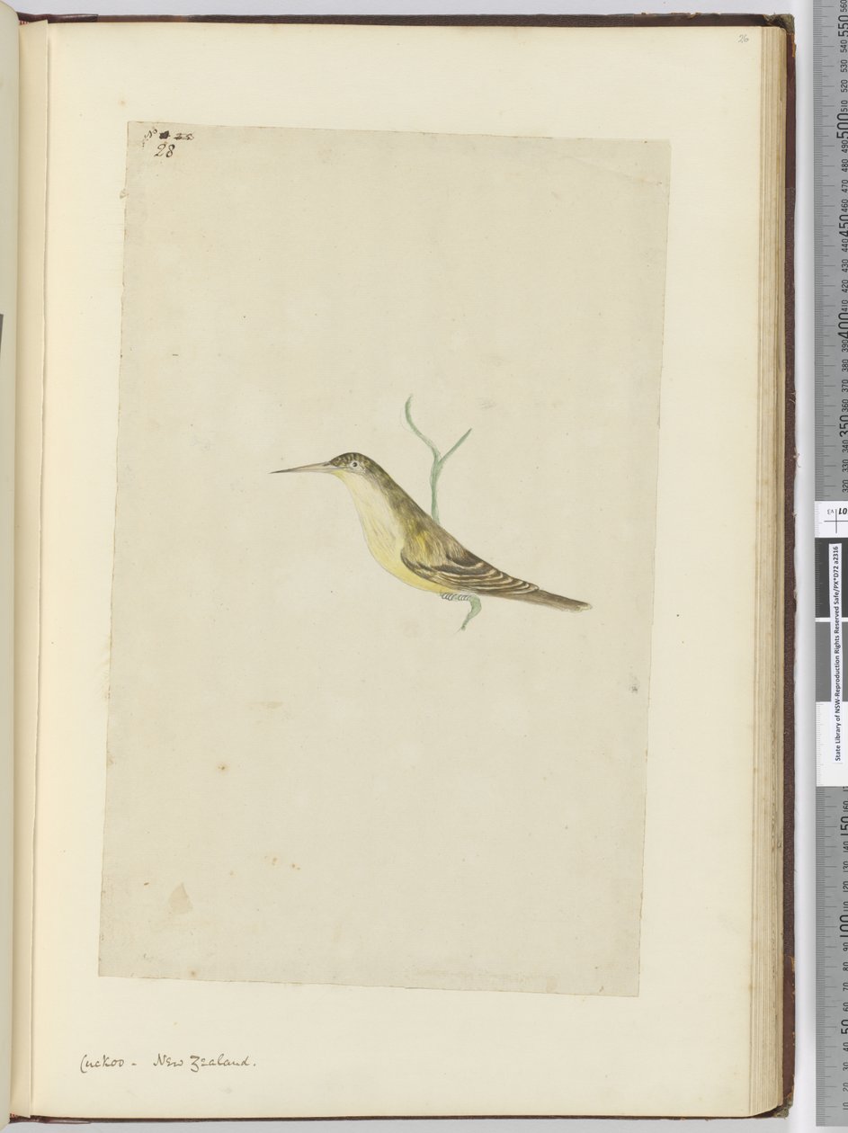 Coucou. Nouvelle-Zélande, 1772-75 - Isaac Smith