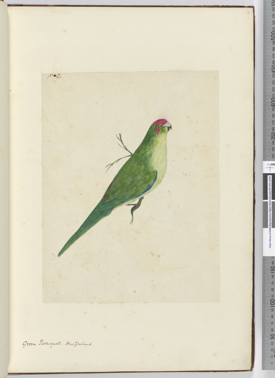 F.2 Perruche verte. Nouvelle-Zélande, 1772-75 - Isaac Smith