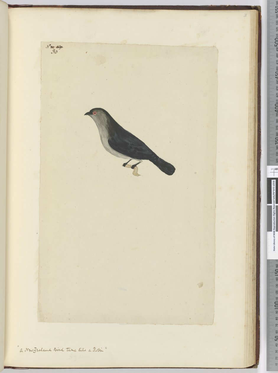 Un oiseau de Nouvelle-Zélande apprivoisé comme un rouge-gorge, 1772-75 - Isaac Smith