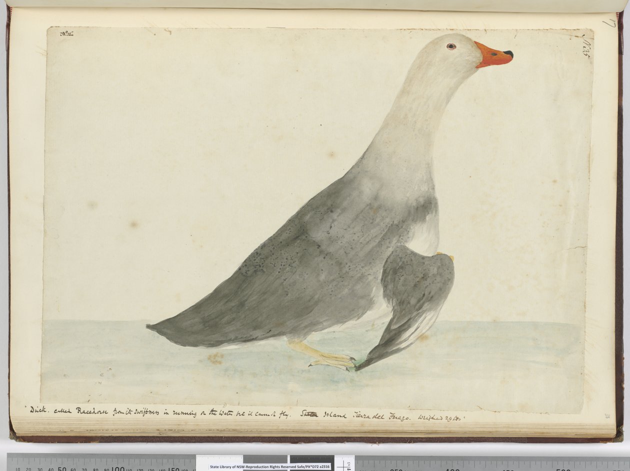 Canard appelé Racehorse pour sa rapidité à courir sur l
