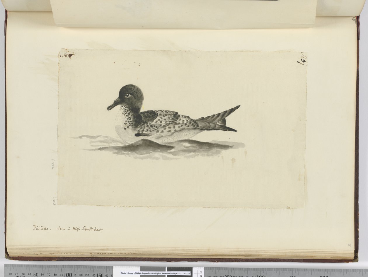 Pintado. Vu en haute latitude sud, 1772-75 - Isaac Smith